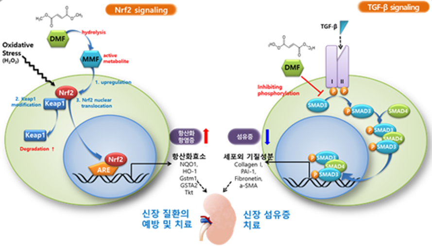 MEDI:GATE NEWS Curacle confirms efficacy and safety in Phase 2a clinical trial for new drug for diabetic nephropathy