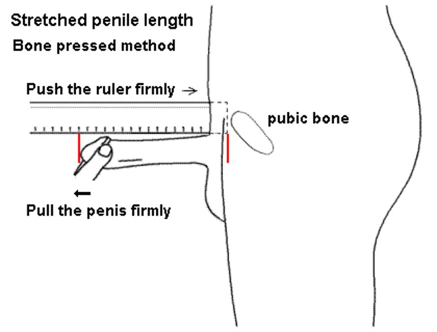 Measure Curved Penis 94