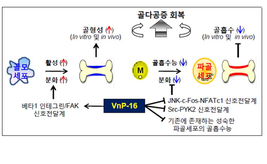 파골세포 다이어그램